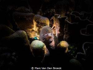 White mouth by Marc Van Den Broeck 